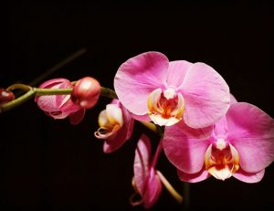 Wenatchee Reading Introduced by Washington State Poet Laureate @ Fable Books + Blooms | Phoenix | Arizona | United States